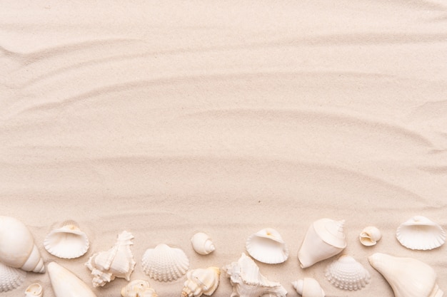 Морские раковины с белым песком. Тропический фон