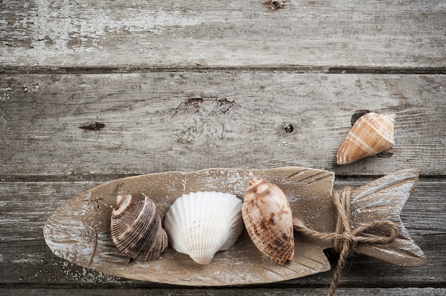 Sea shells on wooden rustic 