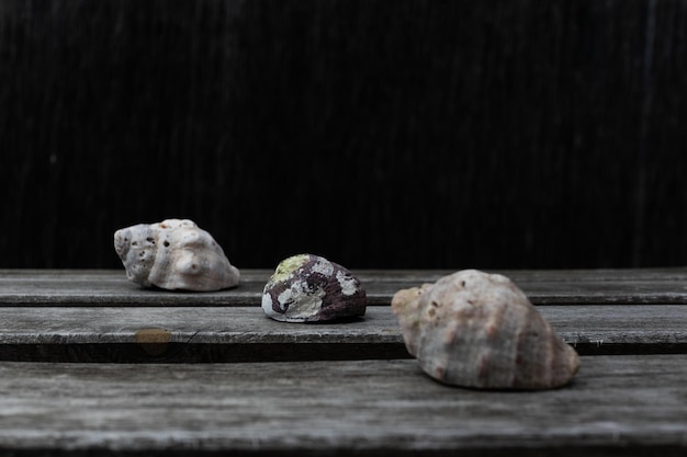 Sea shells on a wooden table