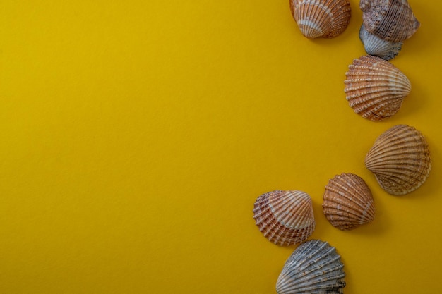 Sea shells on yellow background summer vacation