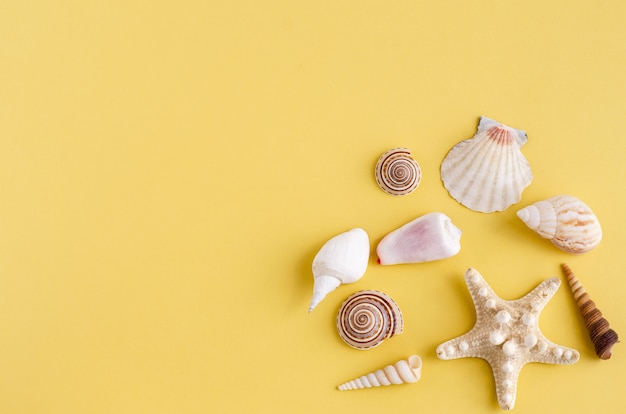 Photo sea shells