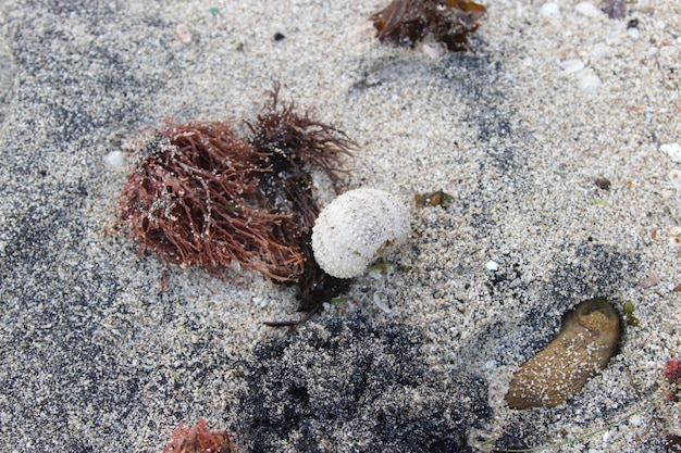 Photo sea shells