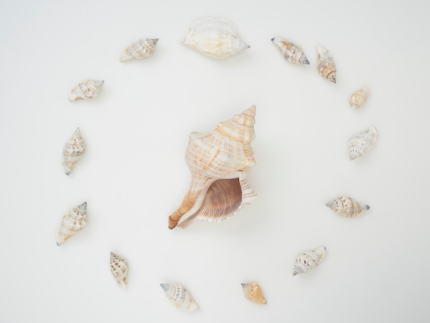 Sea shells 