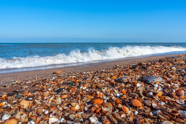 Sea shore with a small shells