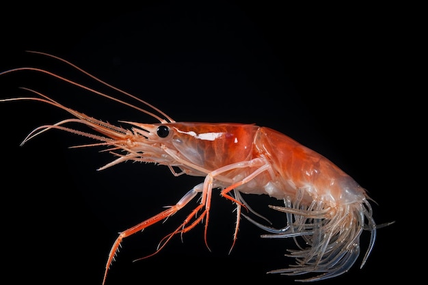 Sea shrimp on black background Generate Ai