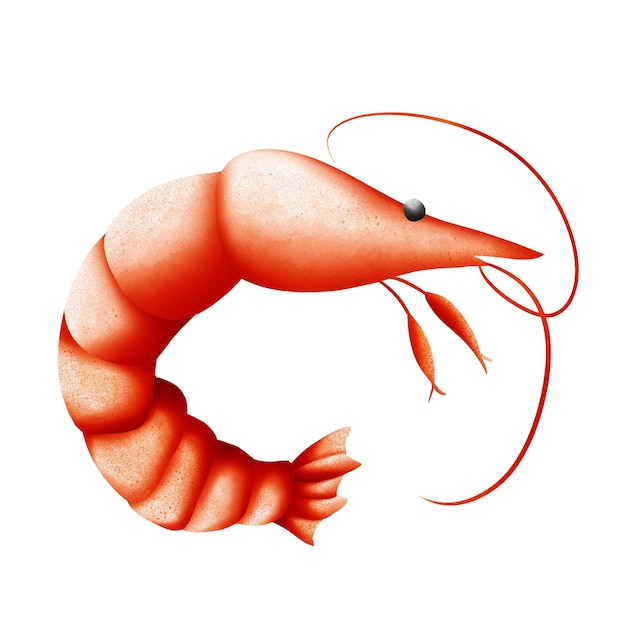 Sea Shrimp