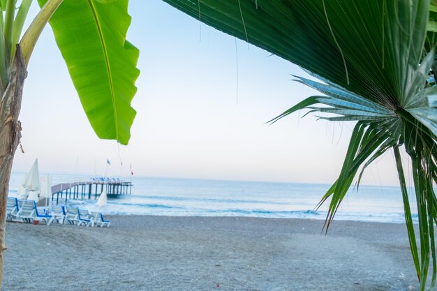 Sea side photo behind palm tree during sun set