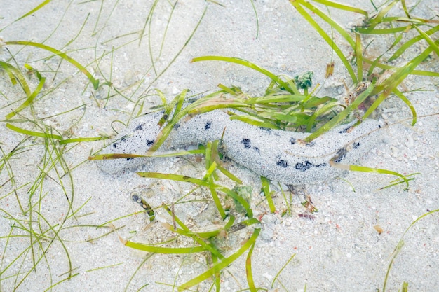 Foto una lumaca di mare è vista sulla sabbia di una spiaggia.