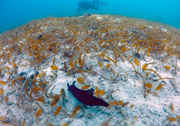 A sea slug moving through the sea grass in malapascua in the philippines