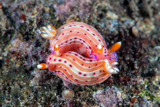 Foto lumaca marina la vita marina di tulamben bali indonesia