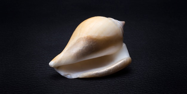 Sea smooth white shell on a black