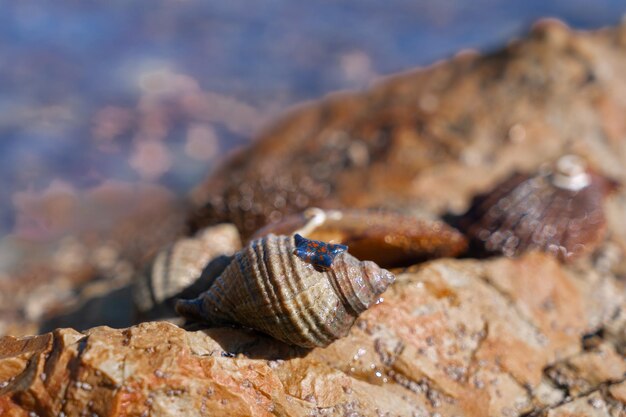 Sea snail