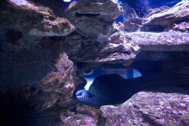 Sea snake hiding into stones 