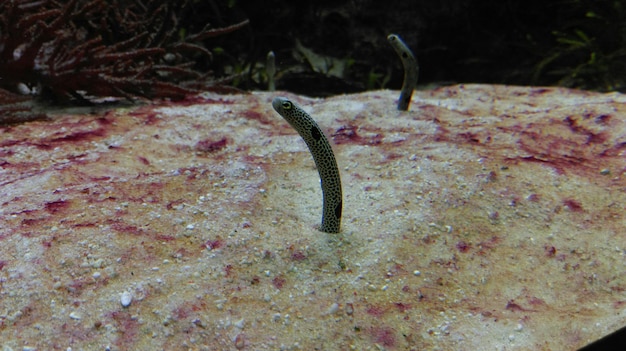 写真 タンクの中の海蛇