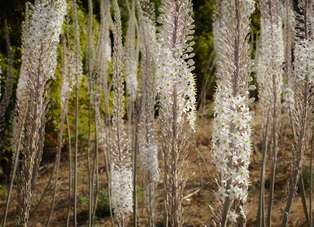 写真 海<unk>の花