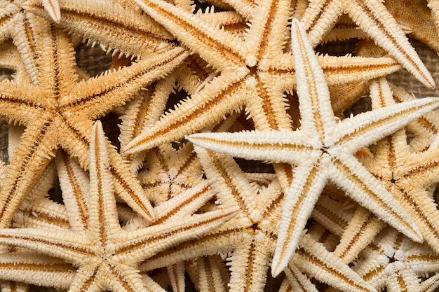 Sea star background