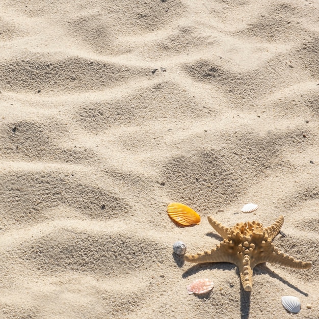 Sea star met schelpen op een zand.