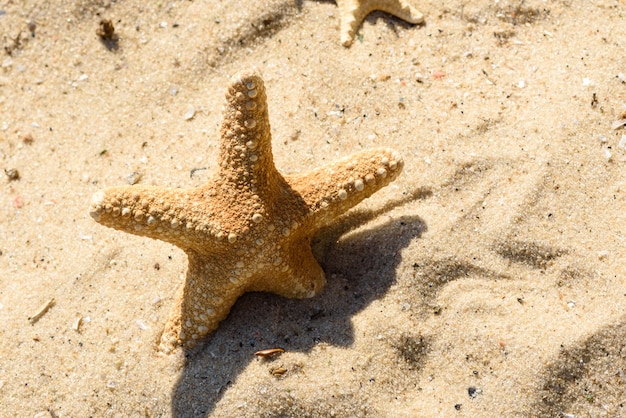 Sea star on the sand on the ocean.