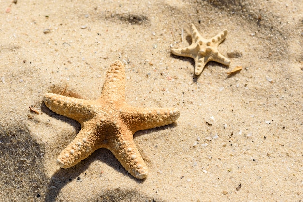 Sea star on the sand on the ocean.