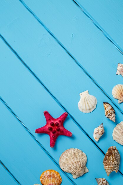 Foto stella di mare e conchiglie su fondo blu di legno.