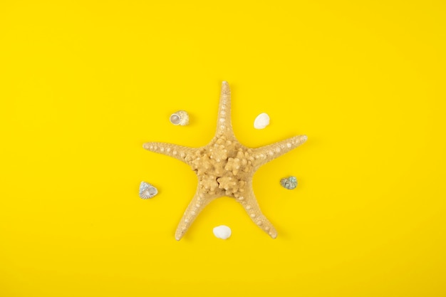 Sea star and shells on a yellow background