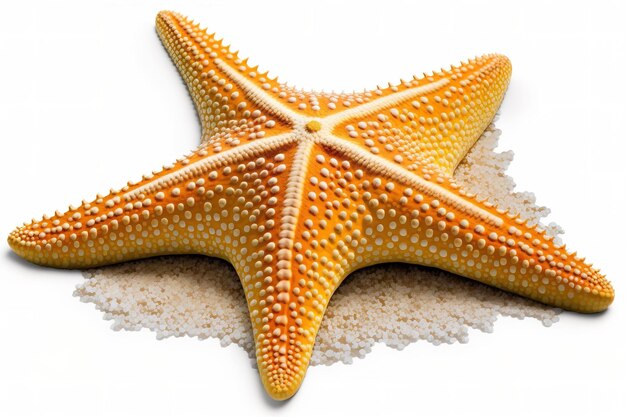 Sea star starfish isolated on white