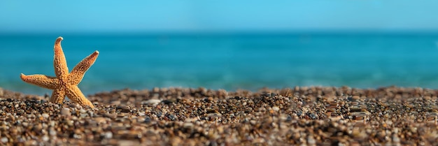 Sea starfish on the beach. Selective focus.