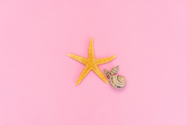 Sea starfish isolated on a pink background