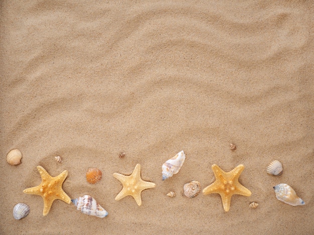 На песке лежат морские звезды и ракушки.