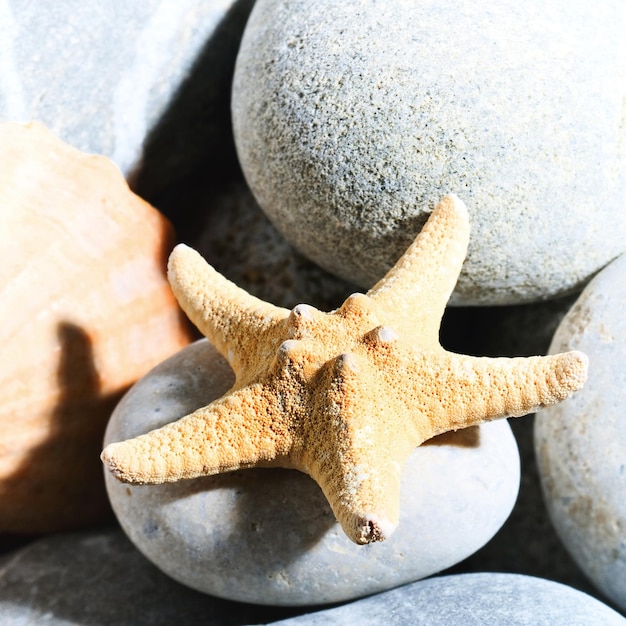 Foto natura morta di mare con stelle marine su sfondi naturali di ghiaia grigia