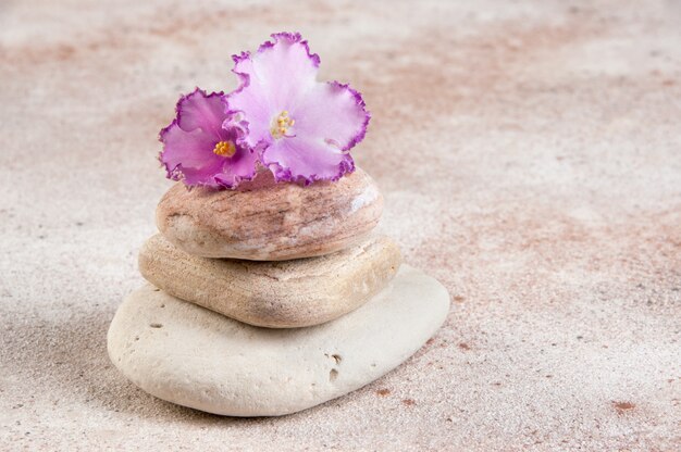 Sea stones and flower violet