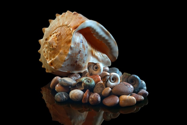 Sea stones shell in reflection in studio On the black isolated background