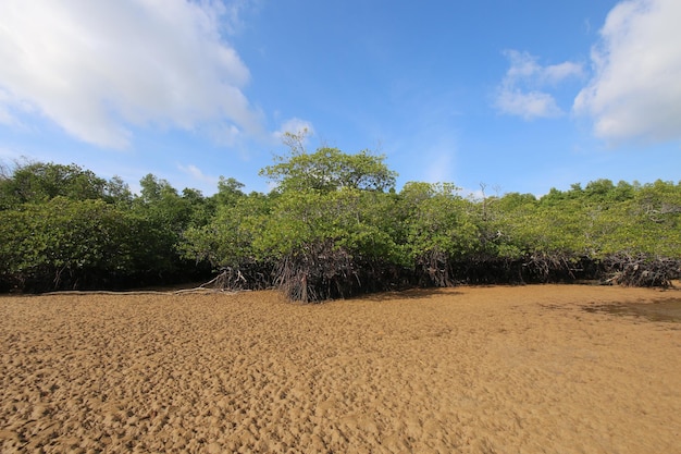 Морской прилив в мангровых лесах Индонезии