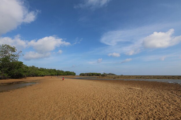 Sea tide at mangrove forests in Indonesia