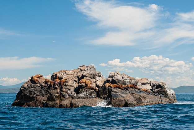 Photo sea travel sea lions on the rookery