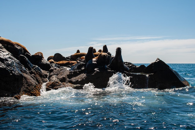 Photo sea travel sea lions on the rookery