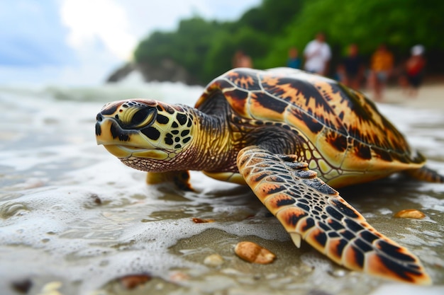 Sea Turtle Approaching Ocean with Onlookers Behind