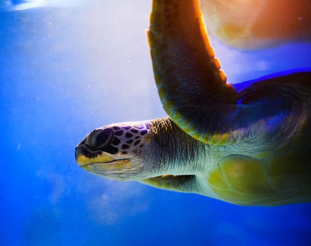 Sea turtle in blue water over coral reef