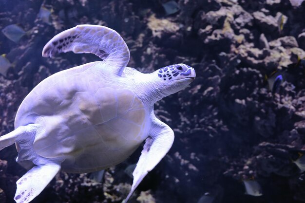 Photo sea turtle is swimming in an aquarium