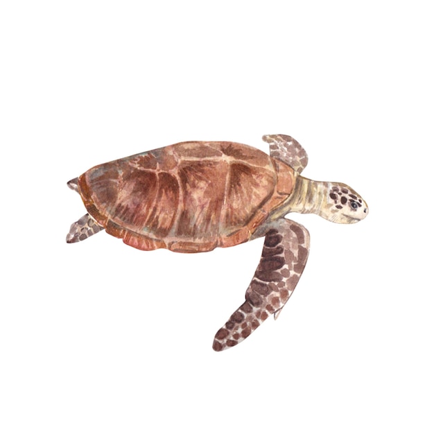 Sea turtle isolated on a white background Watercolor illustration of a cute underwater