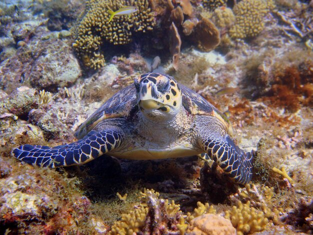 Foto tartaruga marina che depone su un corallo a curaçao, nelle antille olandesi