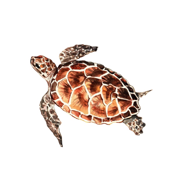 Photo sea turtle marine animal sea life object isolated on white background hand drawn illustration