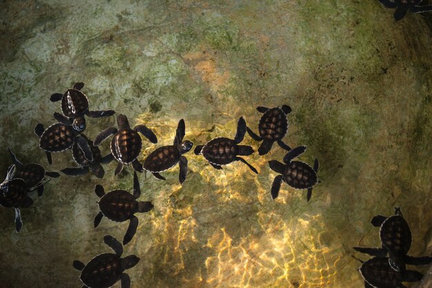 Sea turtle in nursery ponds