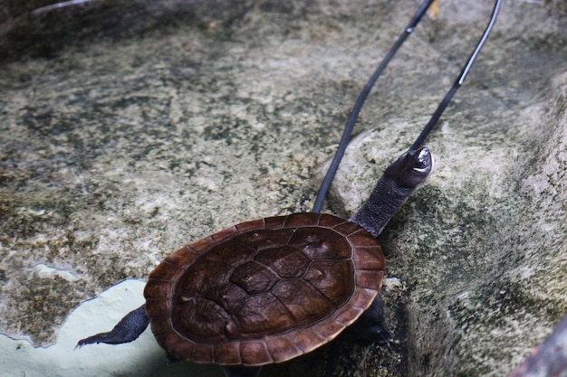 Sea turtle on rock