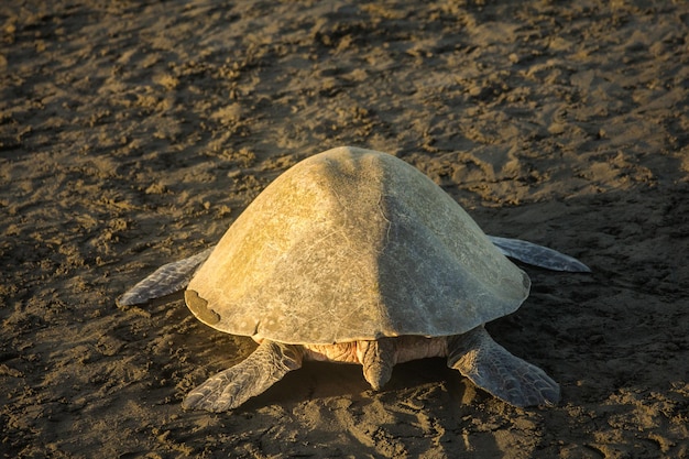 Sea turtle on the sand