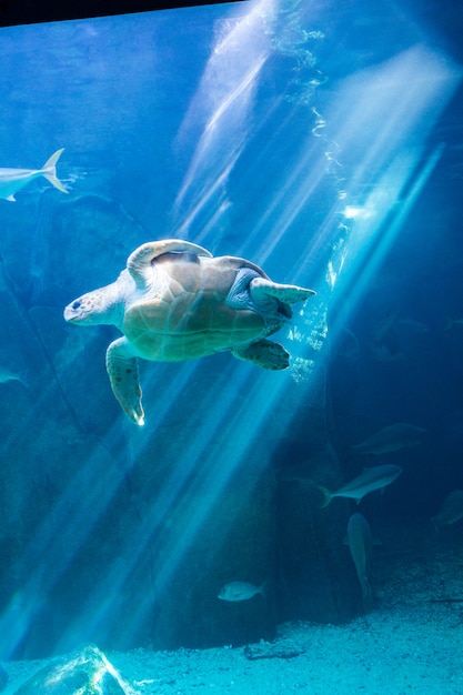 Tartaruga di mare che nuota in acquario