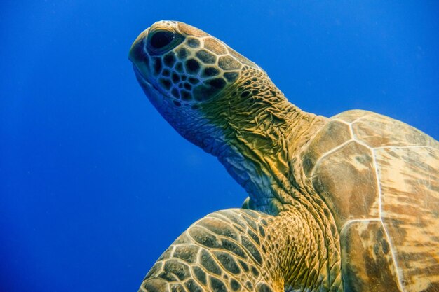 sea turtle swimming in deep blue sea water in the red sea egypt portrait view