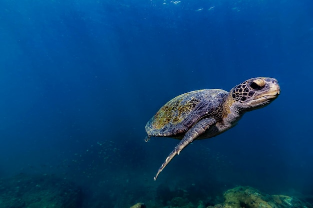 海で泳ぐ海