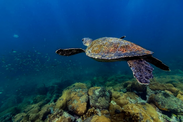 Sea turtle swimming in sea