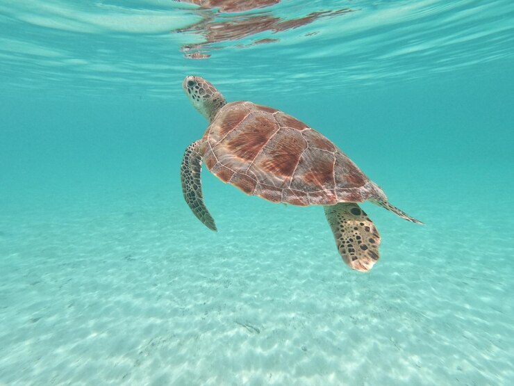 Photo sea turtle swimming in undersea